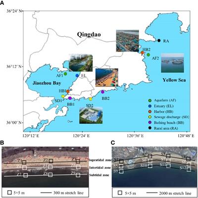 Spatial Patterns of Microplastics in Surface Seawater, Sediment, and Sand Along Qingdao Coastal Environment